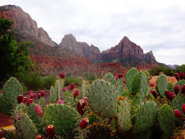 Image of prickly pears and mountains in the background.