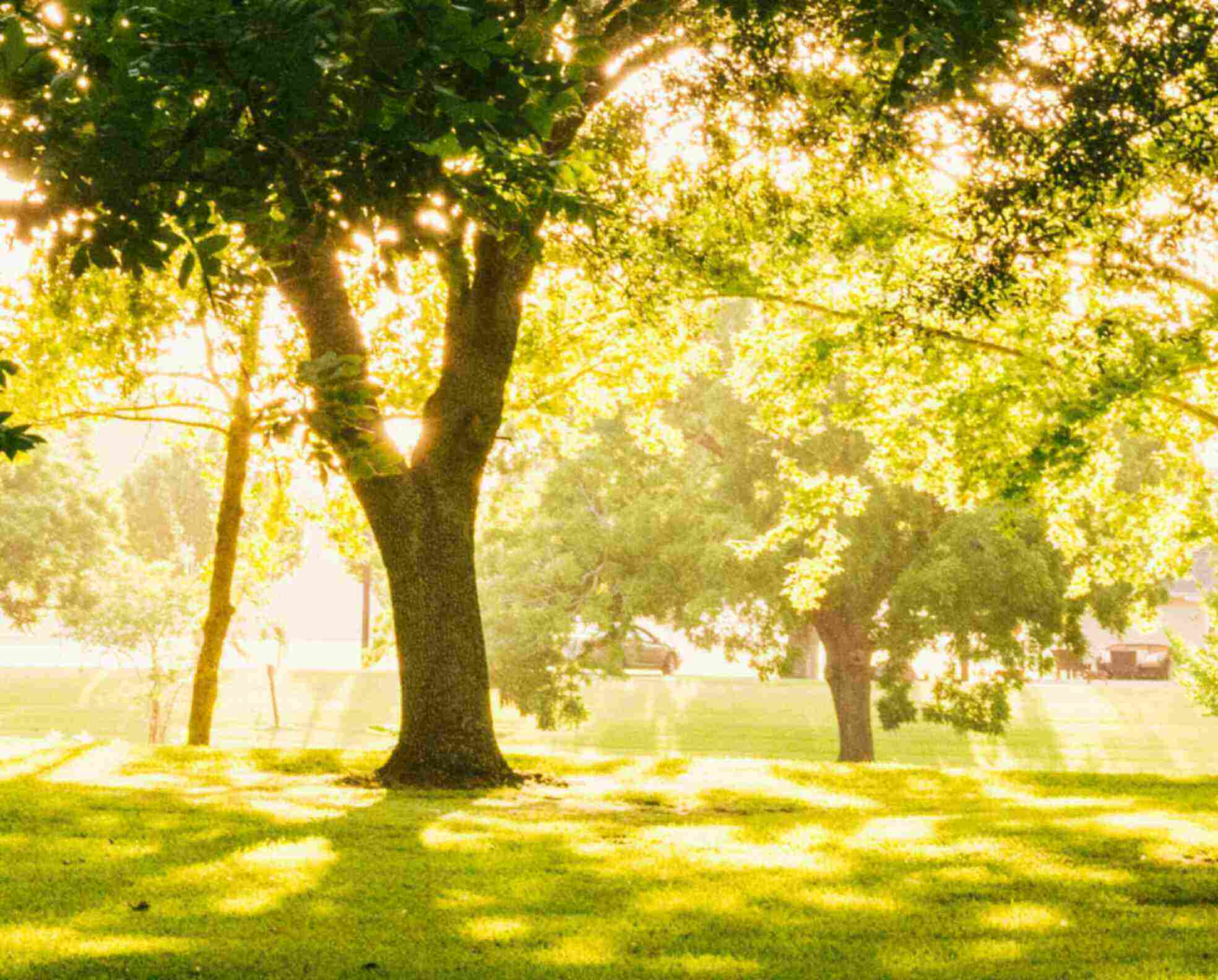 Image of a park.